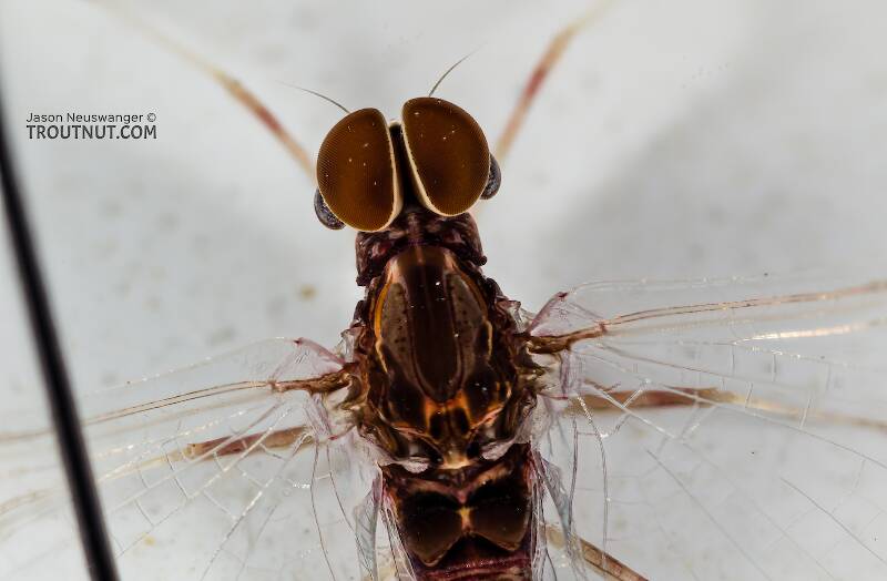 Male Callibaetis (Baetidae) (Speckled Dun) Mayfly Spinner from the Teal River in Wisconsin