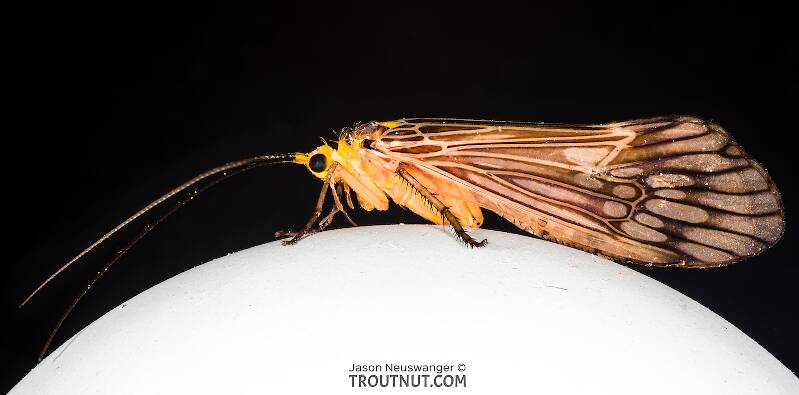 Female Hydatophylax argus (Giant Cream Pattern-Wing Sedge) Caddisfly Adult