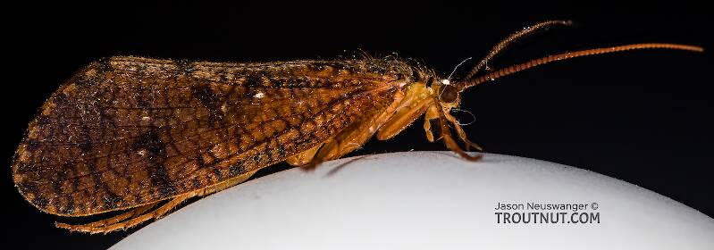 Lateral view of a Ironoquia lyrata (Limnephilidae) (Eastern Box Wing Sedge) Caddisfly Adult from the Teal River in Wisconsin