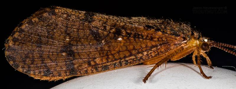 Ironoquia lyrata (Limnephilidae) (Eastern Box Wing Sedge) Caddisfly Adult from the Teal River in Wisconsin