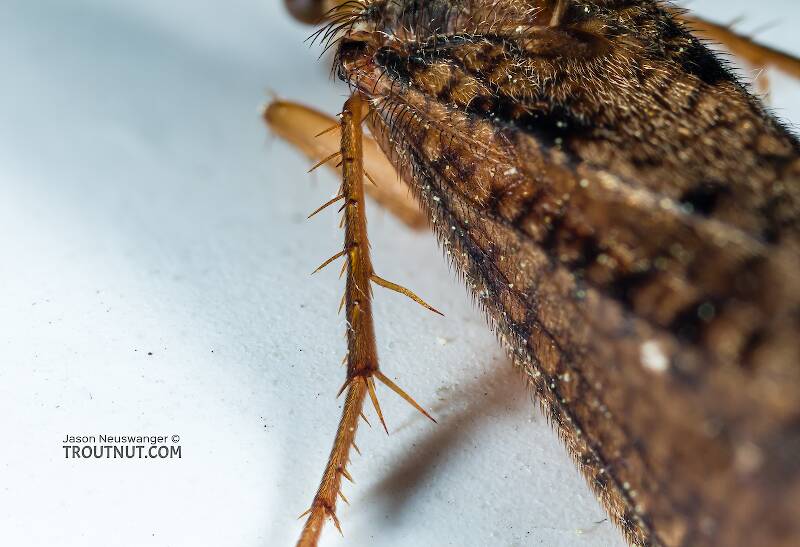 Ironoquia lyrata (Limnephilidae) (Eastern Box Wing Sedge) Caddisfly Adult from the Teal River in Wisconsin