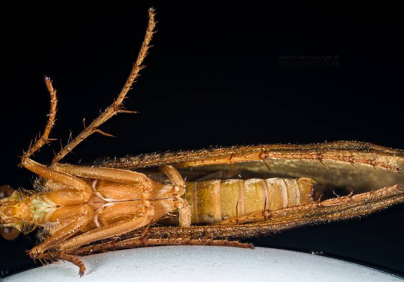 Ventral view of a Ironoquia lyrata (Limnephilidae) (Eastern Box Wing Sedge) Caddisfly Adult from the Teal River in Wisconsin