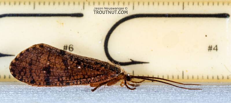 Ruler view of a Ironoquia lyrata (Limnephilidae) (Eastern Box Wing Sedge) Caddisfly Adult from the Teal River in Wisconsin The smallest ruler marks are 1 mm.