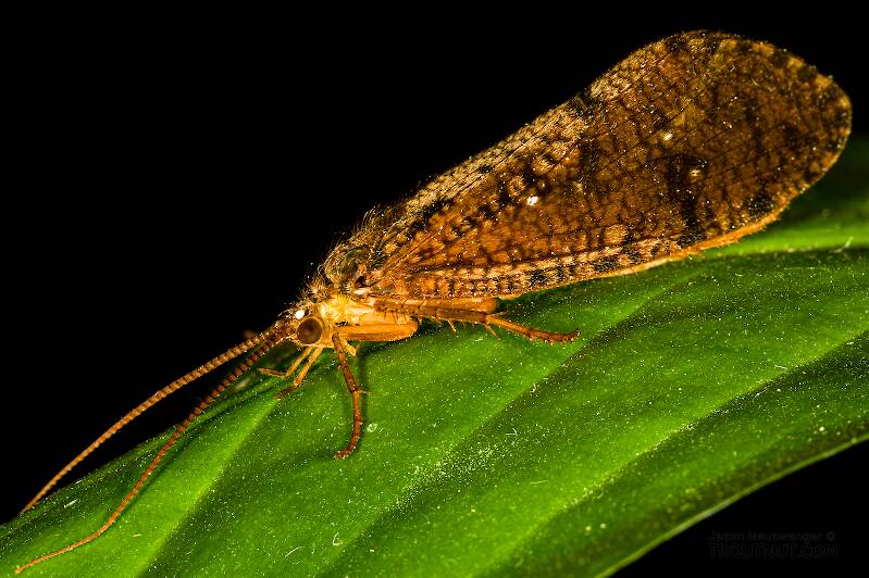 Artistic view of a Ironoquia lyrata (Limnephilidae) (Eastern Box Wing Sedge) Caddisfly Adult from the Teal River in Wisconsin