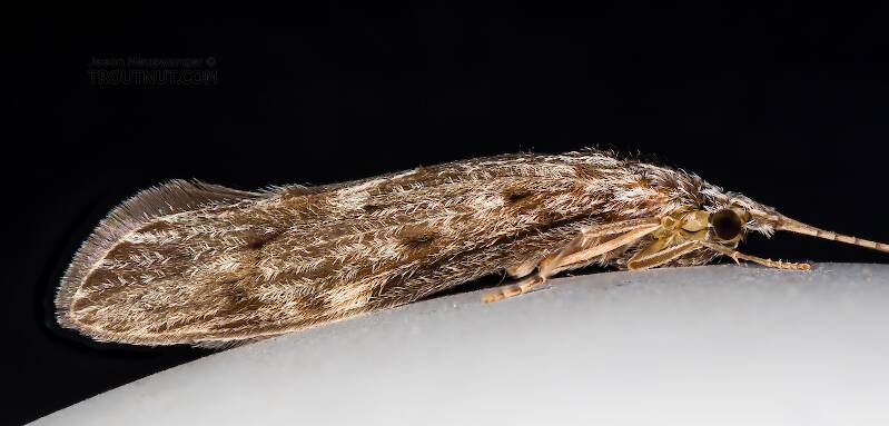 Leptoceridae Caddisfly Adult from Teal Lake in Wisconsin
