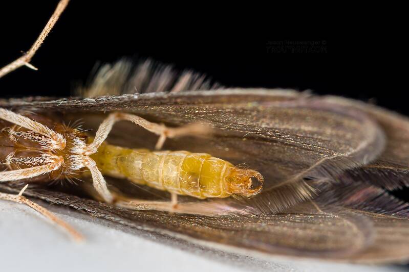 Leptoceridae Caddisfly Adult from Teal Lake in Wisconsin