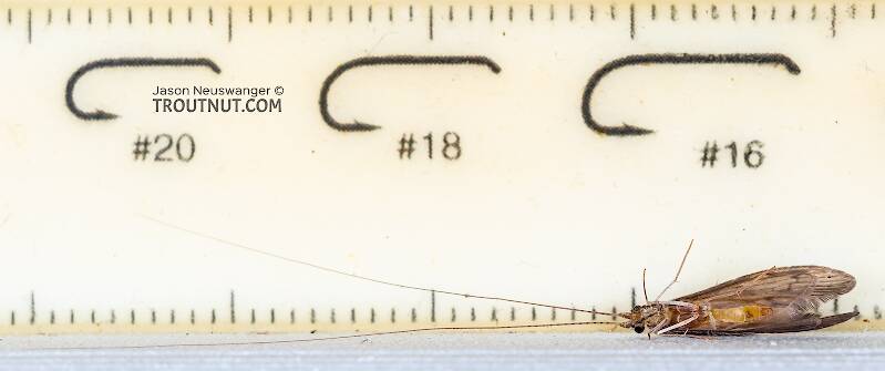 Ruler view of a Leptoceridae Caddisfly Adult from Teal Lake in Wisconsin The smallest ruler marks are 1 mm.