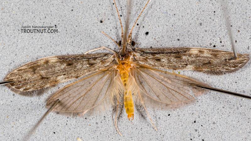 Dorsal view of a Leptoceridae Caddisfly Adult from Teal Lake in Wisconsin