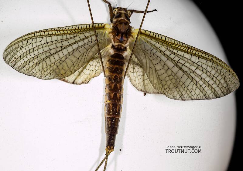 Dorsal view of a Female Hexagenia limbata (Ephemeridae) (Hex) Mayfly Dun from the Namekagon River in Wisconsin