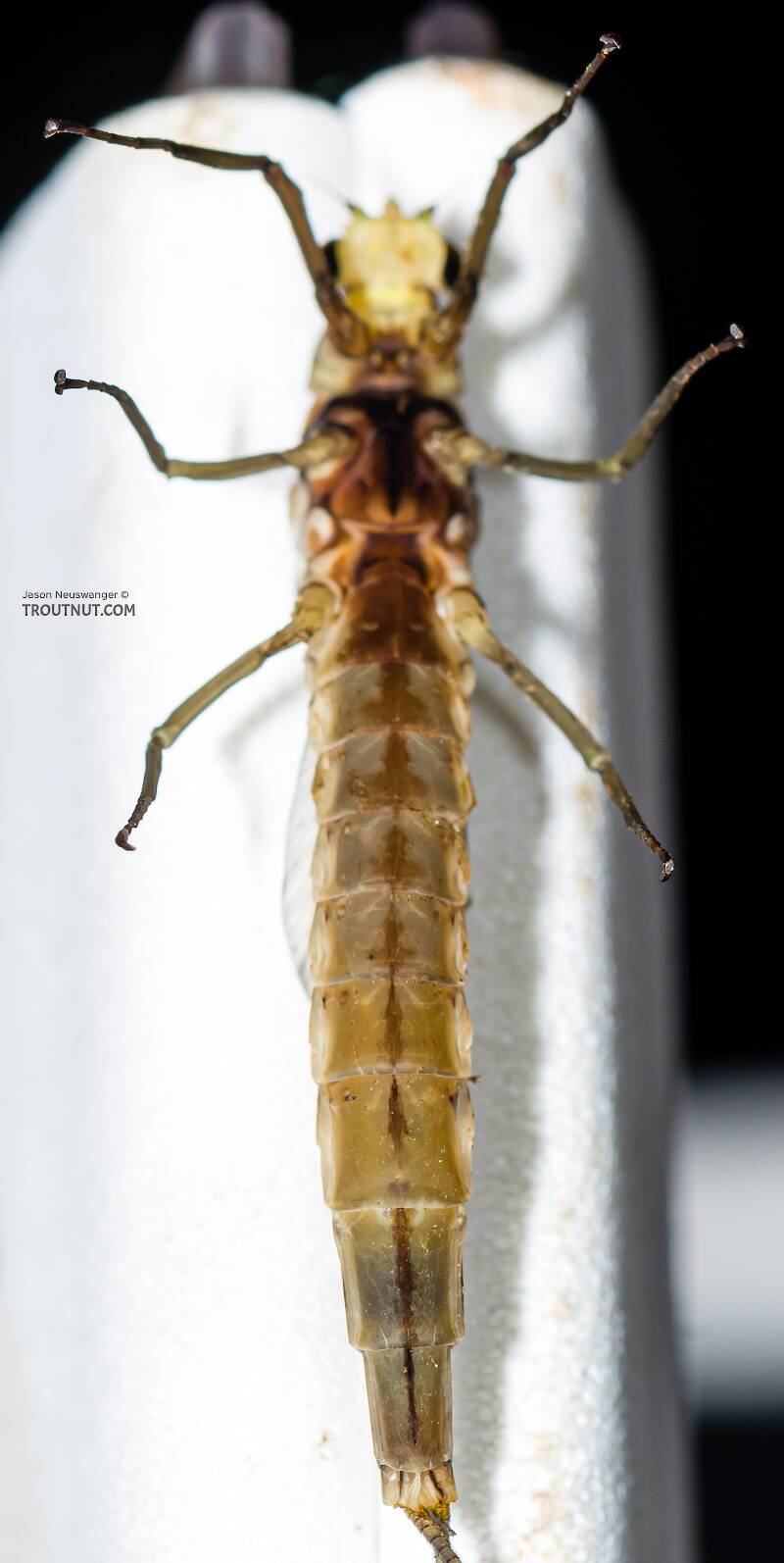 Ventral view of a Female Hexagenia limbata (Ephemeridae) (Hex) Mayfly Dun from the Namekagon River in Wisconsin