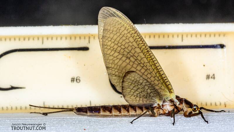 Ruler view of a Female Hexagenia limbata (Ephemeridae) (Hex) Mayfly Dun from the Namekagon River in Wisconsin The smallest ruler marks are 1 mm.