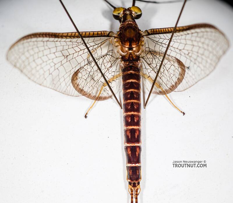 Dorsal view of a Male Hexagenia limbata (Ephemeridae) (Hex) Mayfly Spinner from the Namekagon River in Wisconsin