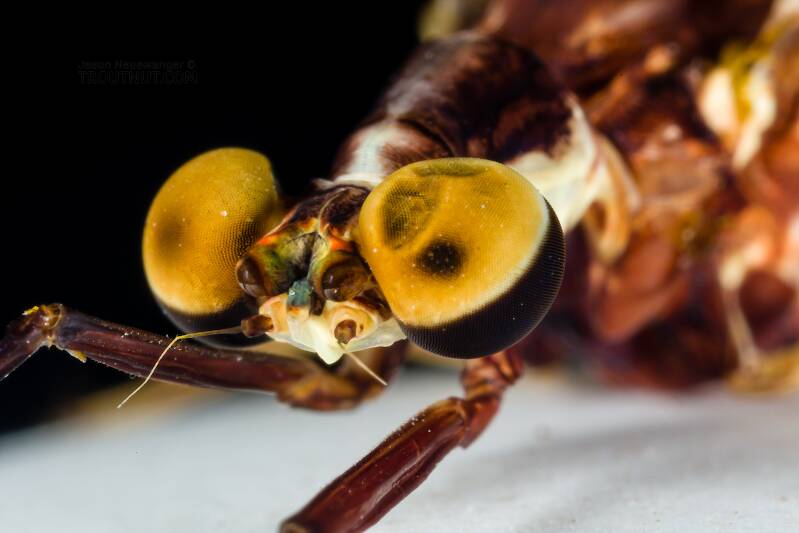 Male Hexagenia limbata (Ephemeridae) (Hex) Mayfly Spinner from the Namekagon River in Wisconsin