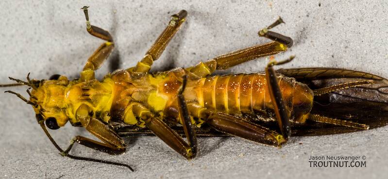 Ventral view of a Male Agnetina capitata (Perlidae) (Golden Stone) Stonefly Adult from the Namekagon River in Wisconsin