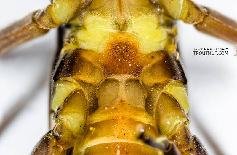 Male Agnetina capitata (Perlidae) (Golden Stone) Stonefly Adult from the Namekagon River in Wisconsin