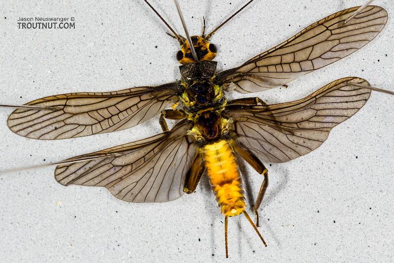 Dorsal view of a Male Agnetina capitata (Perlidae) (Golden Stone) Stonefly Adult from the Namekagon River in Wisconsin
