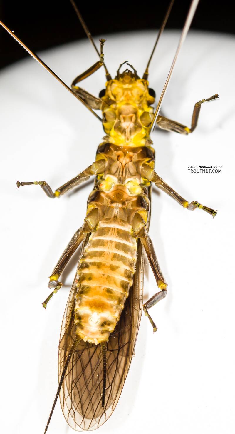 Ventral view of a Female Paragnetina media (Perlidae) (Embossed Stonefly) Stonefly Adult from the Namekagon River in Wisconsin
