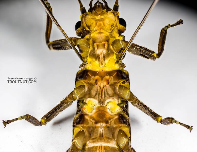 Female Paragnetina media (Perlidae) (Embossed Stonefly) Stonefly Adult from the Namekagon River in Wisconsin