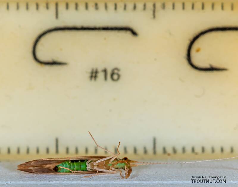 Ruler view of a Leptoceridae Caddisfly Adult from Teal Lake in Wisconsin The smallest ruler marks are 1 mm.