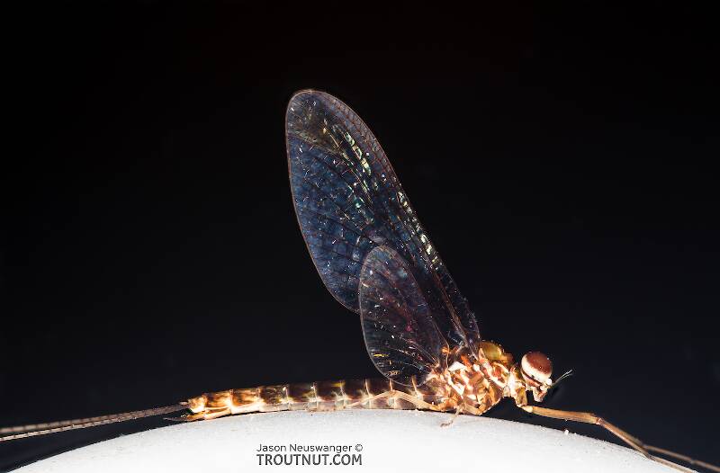 Lateral view of a Male Siphlonurus (Siphlonuridae) (Gray Drake) Mayfly Spinner from Devil's Creek in Wisconsin