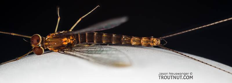 Dorsal view of a Male Siphlonurus (Siphlonuridae) (Gray Drake) Mayfly Spinner from Devil's Creek in Wisconsin