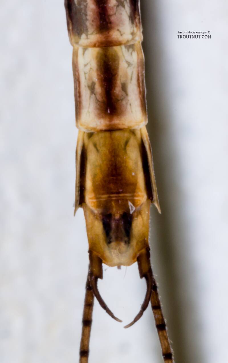Male Siphlonurus (Siphlonuridae) (Gray Drake) Mayfly Spinner from Devil's Creek in Wisconsin