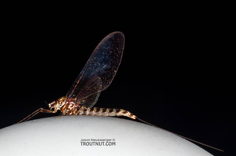 Lateral view of a Female Siphlonurus (Siphlonuridae) (Gray Drake) Mayfly Spinner from Devil's Creek in Wisconsin