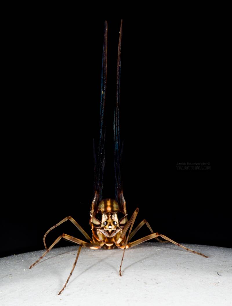 Female Siphlonurus (Siphlonuridae) (Gray Drake) Mayfly Spinner from Devil's Creek in Wisconsin