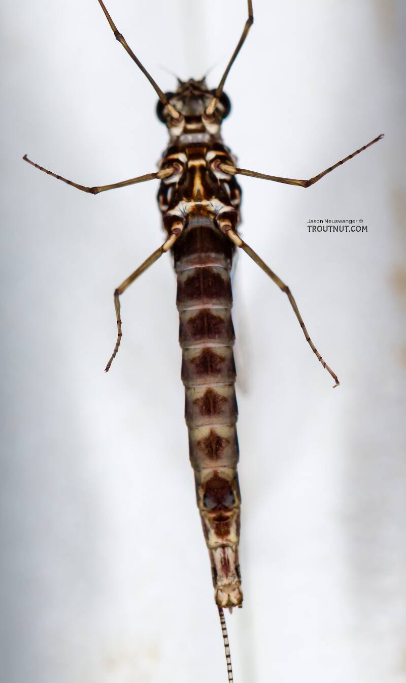 Ventral view of a Female Siphlonurus (Siphlonuridae) (Gray Drake) Mayfly Spinner from Devil's Creek in Wisconsin