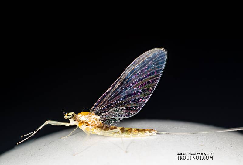 Lateral view of a Female Heptageniidae (March Browns, Cahills, Quill Gordons) Mayfly Spinner from Devil's Creek in Wisconsin