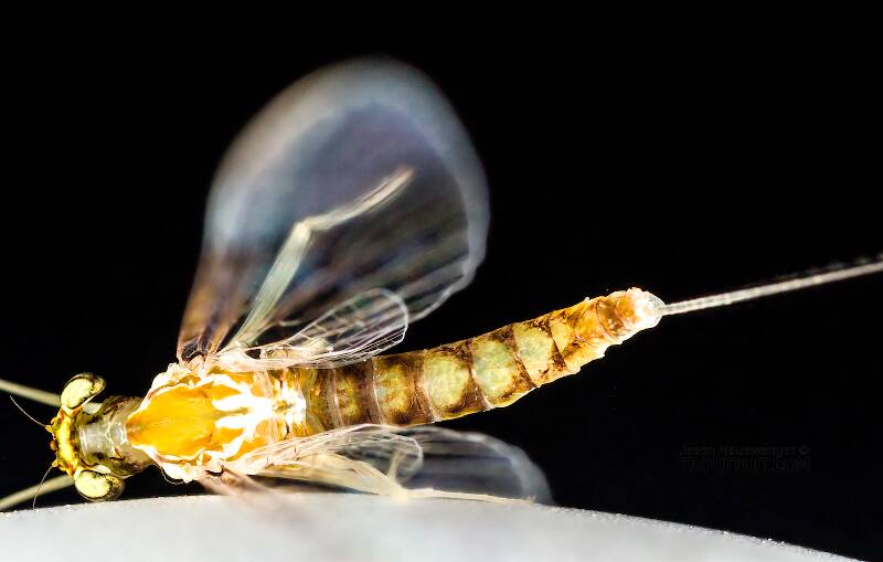 Dorsal view of a Female Heptageniidae (March Browns, Cahills, Quill Gordons) Mayfly Spinner from Devil's Creek in Wisconsin