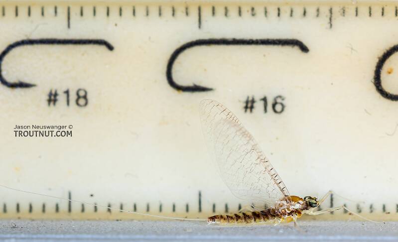 Ruler view of a Female Heptageniidae (March Browns, Cahills, Quill Gordons) Mayfly Spinner from Devil's Creek in Wisconsin The smallest ruler marks are 1 mm.