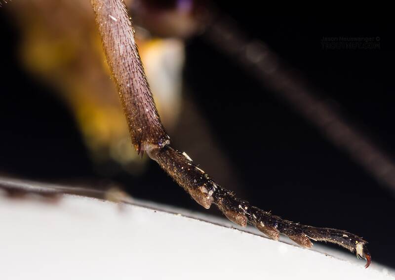 Female Chauliodes rastricornis (Corydalidae) (Fishfly) Hellgrammite Adult from Devil's Creek in Wisconsin