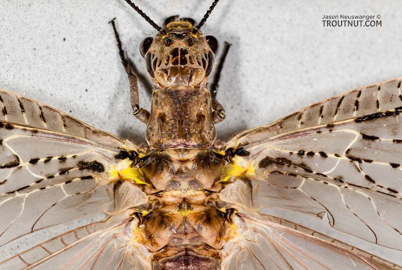 Female Chauliodes rastricornis (Corydalidae) (Fishfly) Hellgrammite Adult from Devil's Creek in Wisconsin
