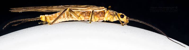 Female Clioperla clio (Clio Stripetail) Stonefly Adult