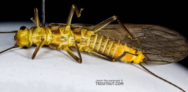 Ventral view of a Female Clioperla clio (Perlodidae) (Clio Stripetail) Stonefly Adult from Devil's Creek in Wisconsin