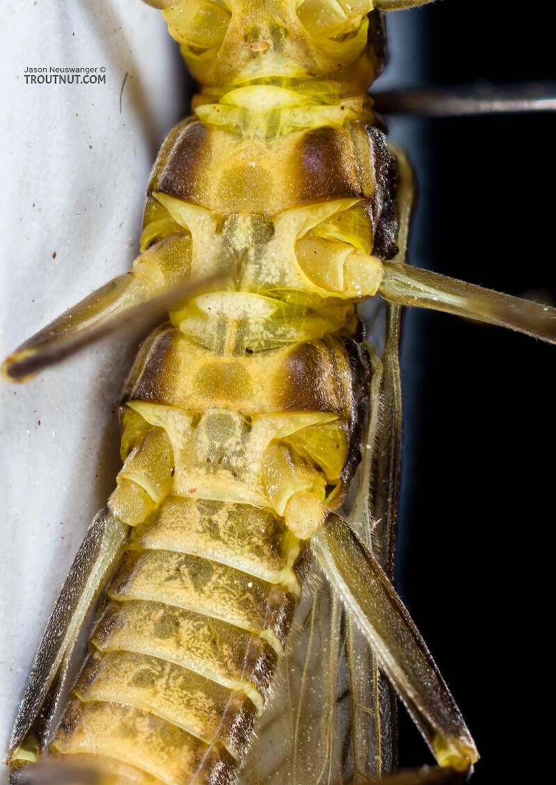 Female Clioperla clio (Perlodidae) (Clio Stripetail) Stonefly Adult from Devil's Creek in Wisconsin