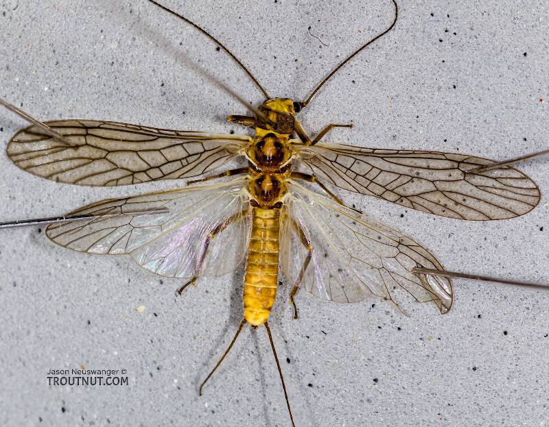 Dorsal view of a Female Clioperla clio (Perlodidae) (Clio Stripetail) Stonefly Adult from Devil's Creek in Wisconsin