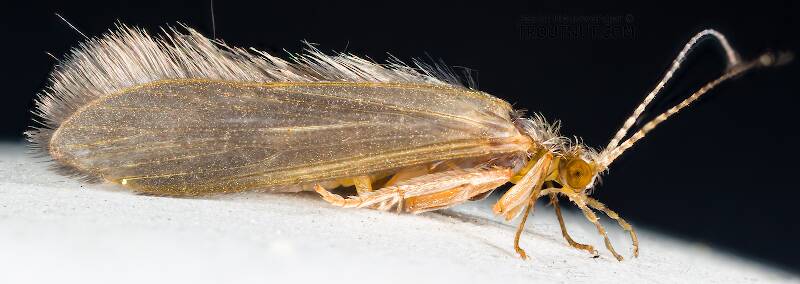 Lateral view of a Dibusa angata (Hydroptilidae) (Microcaddis) Caddisfly Adult from Spring Creek in Wisconsin