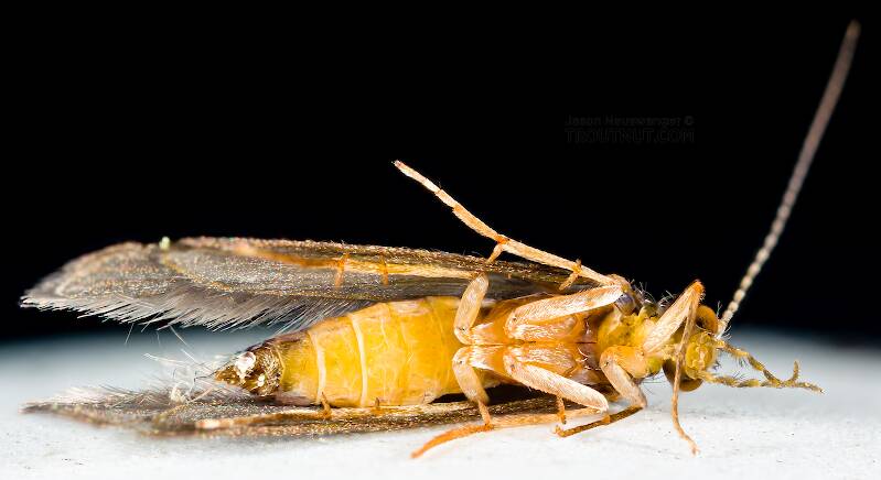 Ventral view of a Dibusa angata (Hydroptilidae) (Microcaddis) Caddisfly Adult from Spring Creek in Wisconsin