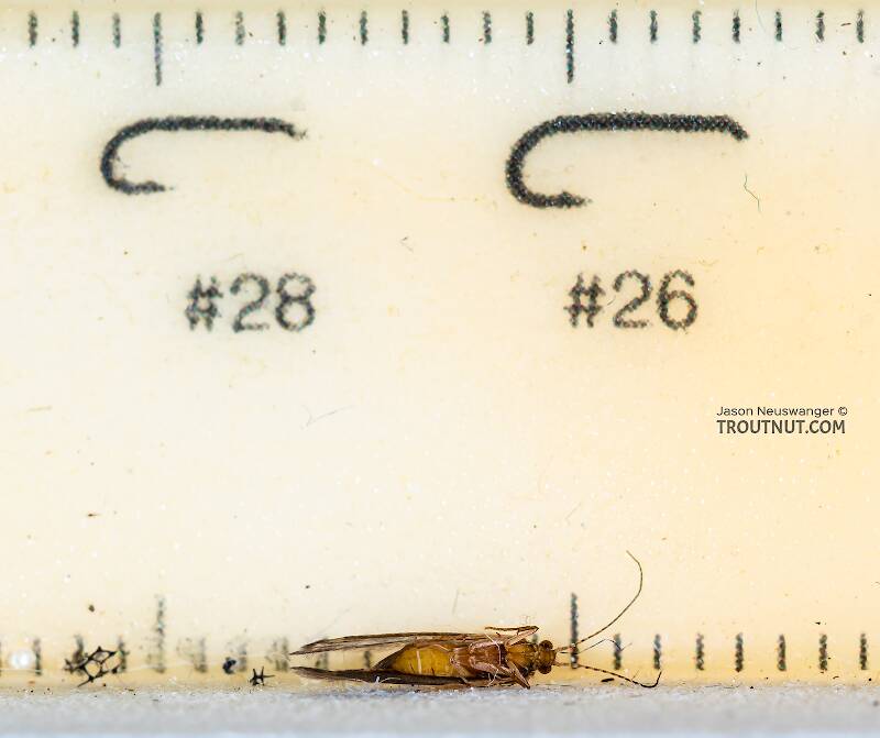 Ruler view of a Dibusa angata (Hydroptilidae) (Microcaddis) Caddisfly Adult from Spring Creek in Wisconsin The smallest ruler marks are 1 mm.