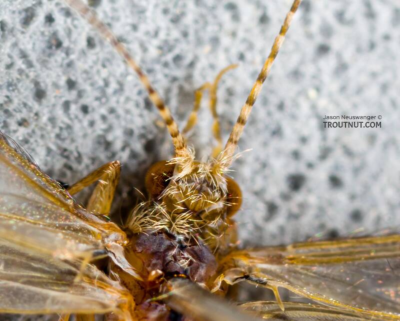 Dibusa angata (Hydroptilidae) (Microcaddis) Caddisfly Adult from Spring Creek in Wisconsin