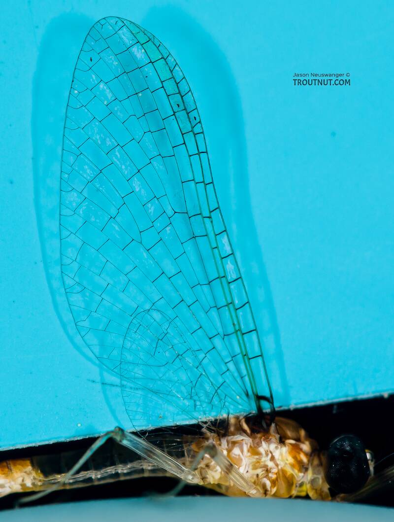 Male Stenonema modestum (Heptageniidae) (Cream Cahill) Mayfly Spinner from the Teal River in Wisconsin