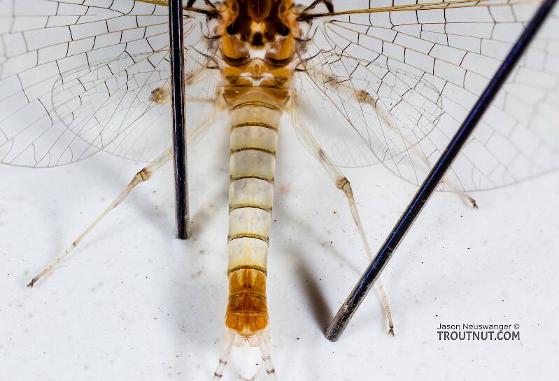 Dorsal view of a Male Stenonema modestum (Heptageniidae) (Cream Cahill) Mayfly Spinner from the Teal River in Wisconsin