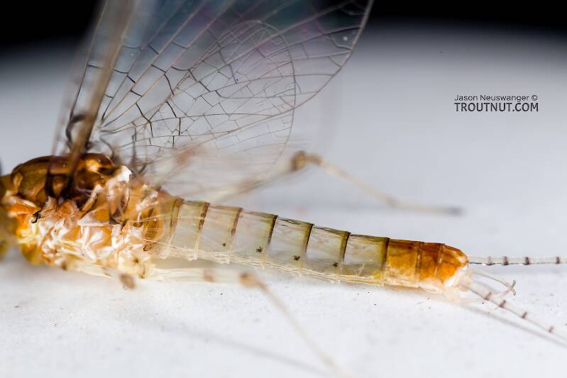 Male Stenonema modestum (Heptageniidae) (Cream Cahill) Mayfly Spinner from the Teal River in Wisconsin