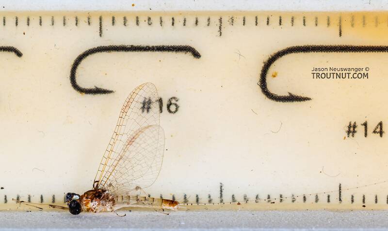 Ruler view of a Male Stenonema modestum (Heptageniidae) (Cream Cahill) Mayfly Spinner from the Teal River in Wisconsin The smallest ruler marks are 1 mm.