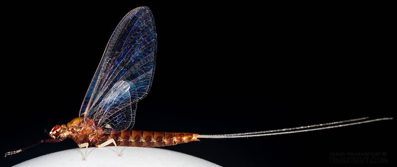 Lateral view of a Female Isonychia (Isonychiidae) (Slate Drake) Mayfly Spinner from the Teal River in Wisconsin
