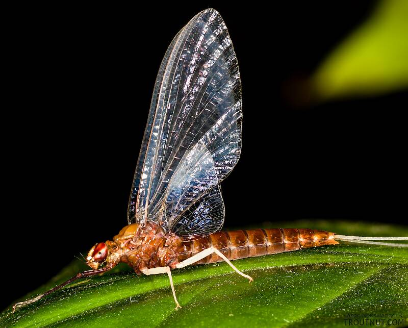 Female Isonychia (Slate Drake) Mayfly Spinner