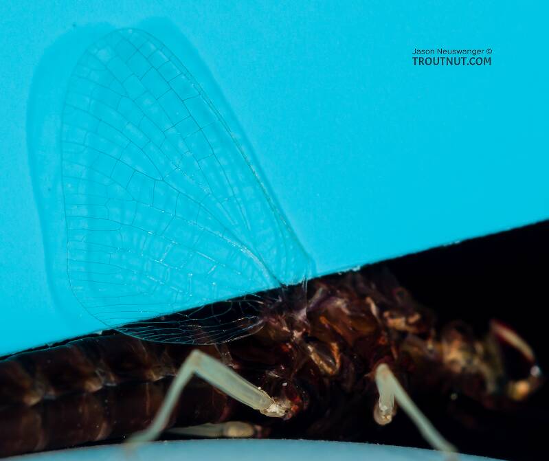 Female Isonychia (Isonychiidae) (Slate Drake) Mayfly Spinner from the Teal River in Wisconsin