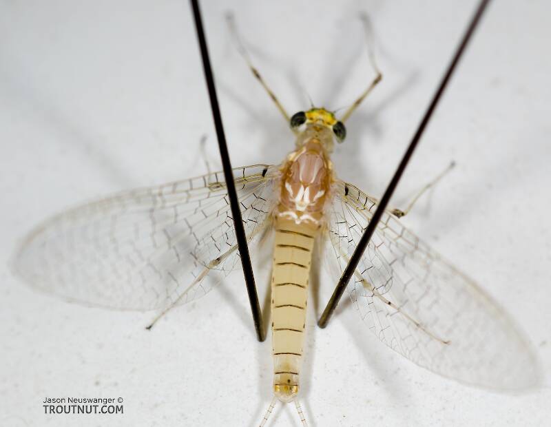 Dorsal view of a Female Stenonema modestum (Heptageniidae) (Cream Cahill) Mayfly Spinner from the Namekagon River in Wisconsin